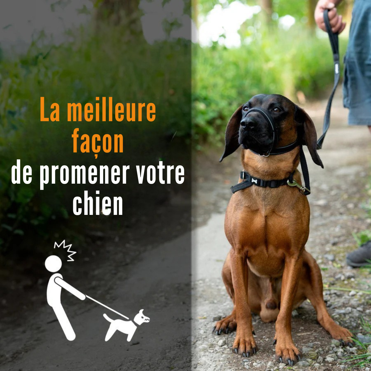 Linuva™ Laisse plate en forme de 8