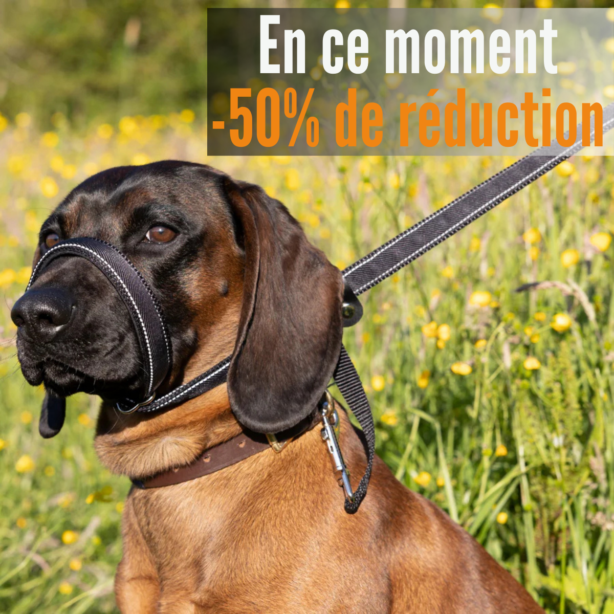 Linuva™ Laisse plate en forme de 8